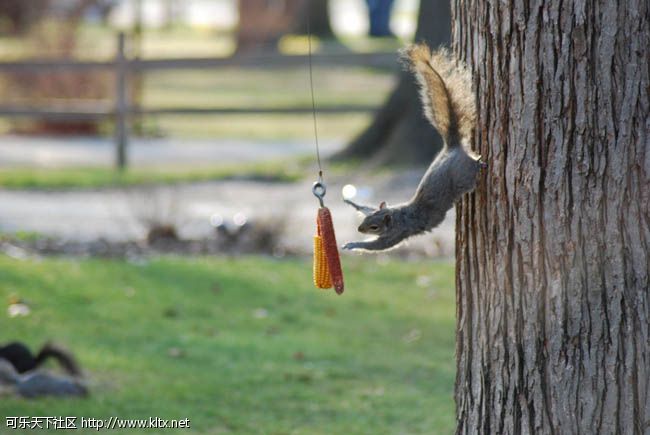 Squirrels_and_Trees_043.jpg