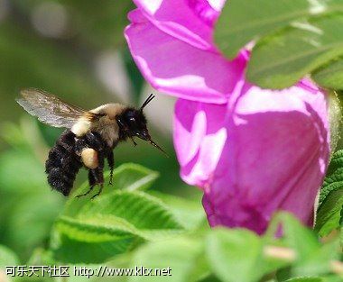 世界十大谜团之2蜜蜂的飞行.jpg